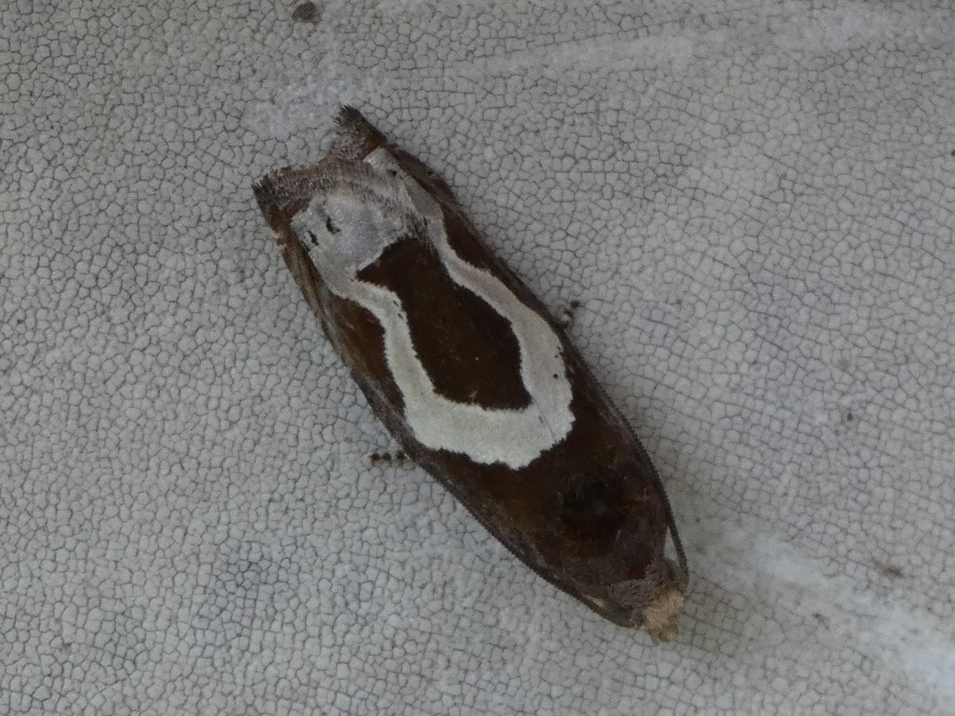 photo_1